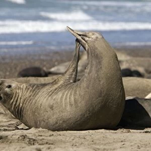 Southern Elephant Seal - Female, stretching Valdes Peninsula, Patagonia, Argentina