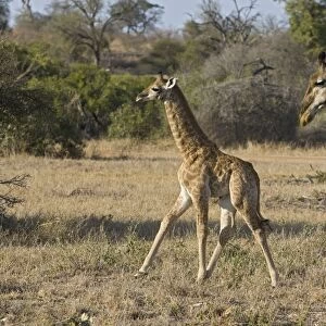 Southern Giraffe - mother and calf - Mala Mala Reserve - South Africa