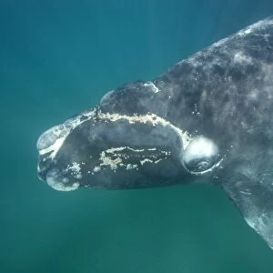 Southern Right Whale - Calf. note aggregations of cyamids ("whale lice") around mouth and callosities. Valdes Peninsula, Province Chubut, Patagonia, Argentina