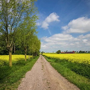 Southern Sweden, Boste lage, country road with yellow flowers, springtime Date: 23-05-2019