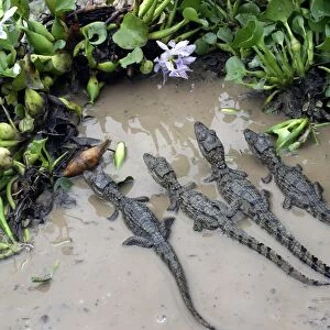 Spectacled caiman - Babies in water Llanos, Venezuela Caiman crocodilus