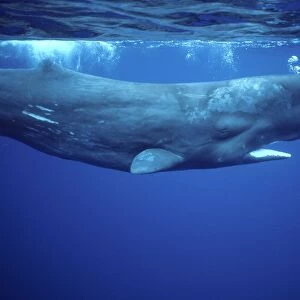Sperm whale Photographed off the Azores Islands (Portugal). Atlantic Ocean