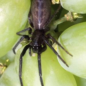 Spider - among grapes