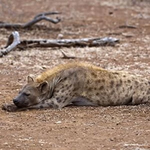Spotted Hyena - female lying down with head on paws - Kruger National Park - South Africa