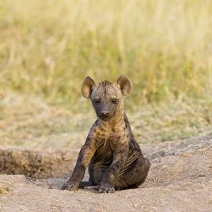 Spotted Hyena - young pup at den site at sunset - Masai Mara Conservancy - Kenya