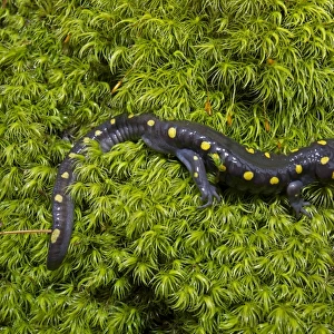 Spotted Salamander - at breeding pond in spring - Common in the eastern United States and Canada - New York - USA