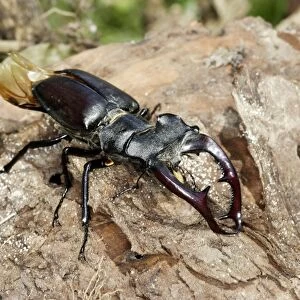 Stag Beetle - male