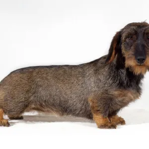 Standard Wire-haired Dachshund Dog