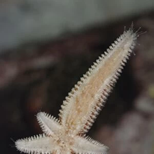 Starfish regenerating whole body and four arms from single arm and central disc following injury