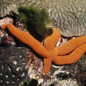 Starfish - showing leg regeneration Great Barrier Reef, Australia