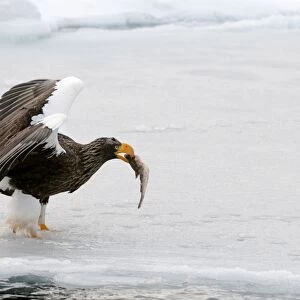 Steller's Sea Eagle - with fish in bill and wings raised standing on ice floe - Hokkaido Island - Japan