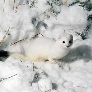 Stoat / Ermine / Short-tailed weasel - in snow - The stoat is known as Ermine during the winter when it has a white winter coat - Common throughout UK and Ireland - northern temperate parts of Eurasia and North America