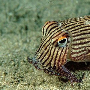 Striped Pyjama Squid - Small Pyjama squid surrounded by Mysid shrimp, Jervis Bay, New South Wales, Australia, Pacific Ocean TED00333 / 189447