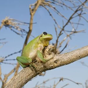 Stripeless Tree Frog - in habitat - North West Italy