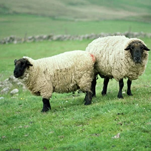 Sheep Mounted Print Collection: Suffolk Sheep