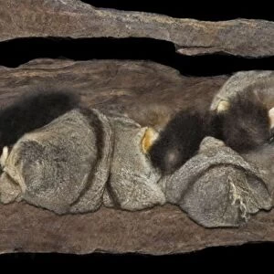 Sugar glider - clan sleeping in communal nest hollow. Townsville Queensland Australia HSN00175