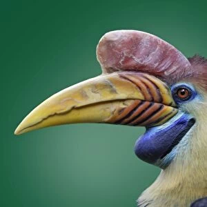 Typical Hornbills Collection: Sulawesi Hornbill