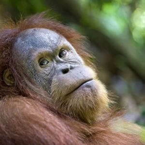 Sumatran Orangutan - Young male - North Sumatra - Indonesia - *Critically Endangered