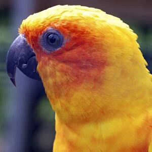 Sun Conure - coastal forests of northern South America