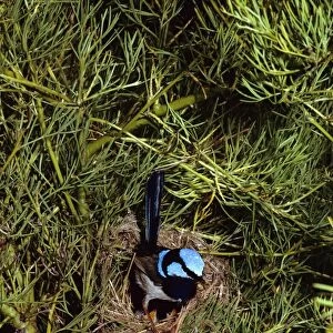 Superb Fairy Wren - Male & female at nest with chicks, New South Wales -South eastern Australia JPF07908