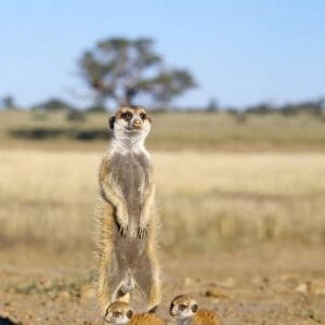 Suricate / Meerkat - babysitter and young - Kalahari
