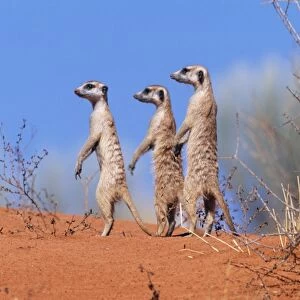 Suricate / Meerkat Group on the look-out. Kgalagadi Transfrontier Park, South Africa