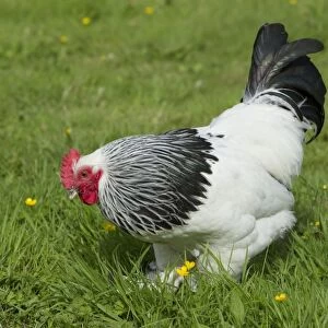 Sussex Domestic Chicken Breed Essex, UK BI021214