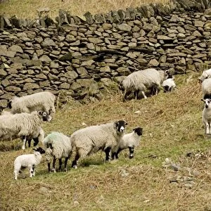 Swaledale sheep, ewes and lambs in upland Lake District, UK