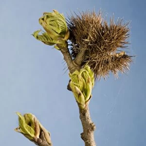 Sweet Chestnut Tree / Marron - twig with bud