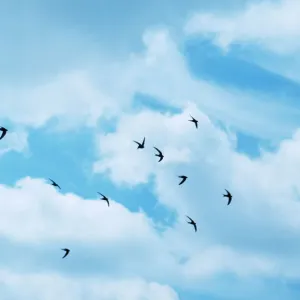 Common Swifts in Flight Print Common Swifts in Flight Print
