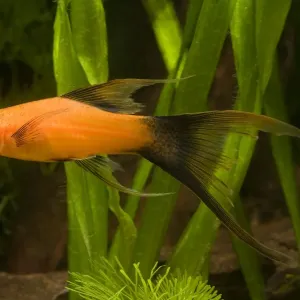 Swordtail Print - Xiphophorus helleri LA-9509