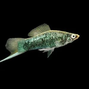 Platy