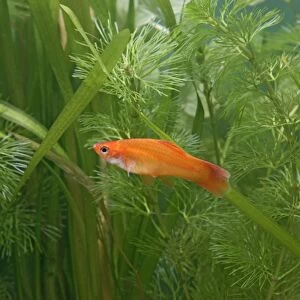 Swordtail Fish – female side view by weeds dist: C America UK