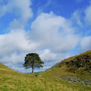 Hadrian's Wall Mounted Print Collection: Enchanting Sycamore Gap Tree