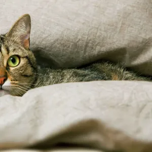 Tabby Cat - lying in blanket