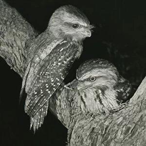 Frogmouths Collection: Tawny Frogmouth
