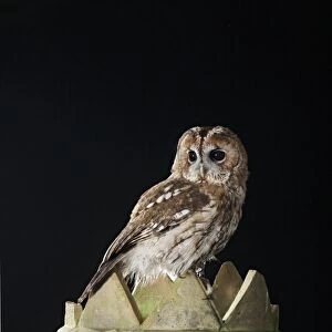 Tawny owl - on chimney pot Bedfordshire UK 006490