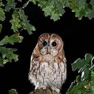 Tawny owl on gate post Bedfordshire UK