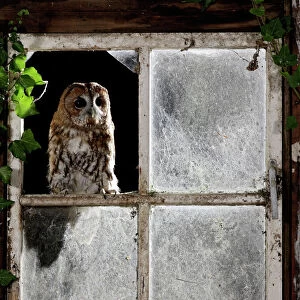Tawny owl - looking through shed window Bedfordshire UK 006385