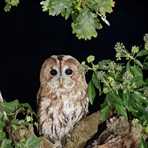 Tawny owl - sitting in tree Bedfordshire UK 006550