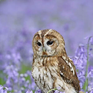 Tawny Owl - on tree stump in bluebell wood - Bedfordshire - UK 007286