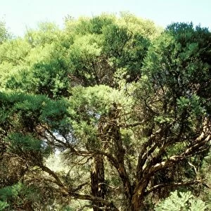 Tea-tree - source of tea-tree oil Australian National Botanic Gardens, Canberra, Australian Capital Territory MPM00208