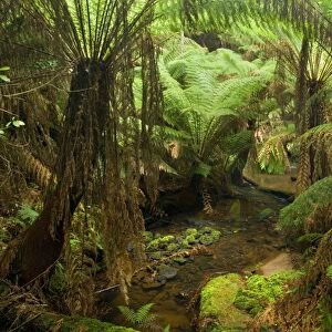 Temperate rainforest - brook flows through a gully with lots of treefern in a lush temperate rainforest - Melba Gully State Park, Otways, Great Ocean Road, Victoria, Australia