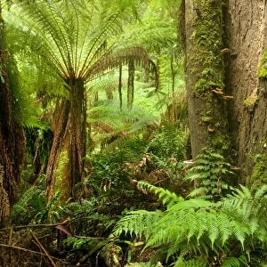 Temperate rainforest - lush temperate rainforest with Myrtle Beeches and lots of treefern, ground-growing fern and fungi - Mait's Rest, Great Otways National Park, Great Ocean Road, Victoria, Australia