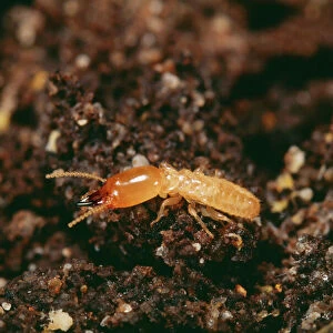 Termite PPG 892 Europe Reticulitermes santonensis © Pascal Goetgheluck / ARDEA LONDON