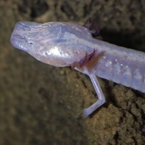 Climbing Salamanders Collection: San Marcos Salamander