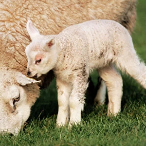 Texel / Milk Sheep Ewe with lamb