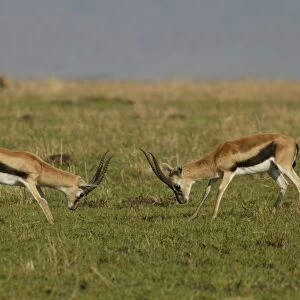 Thomson's Gazelle Two in confrontation Maasai Mara, Kenya, Africa