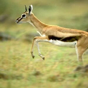 Thomson's Gazelle - Female pronking - Lake Nakuru - Kenya - Africa JFL00577