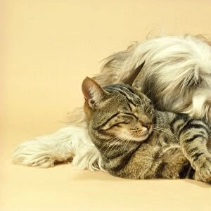 Tibetan Terrier Dog & Tabby Cat